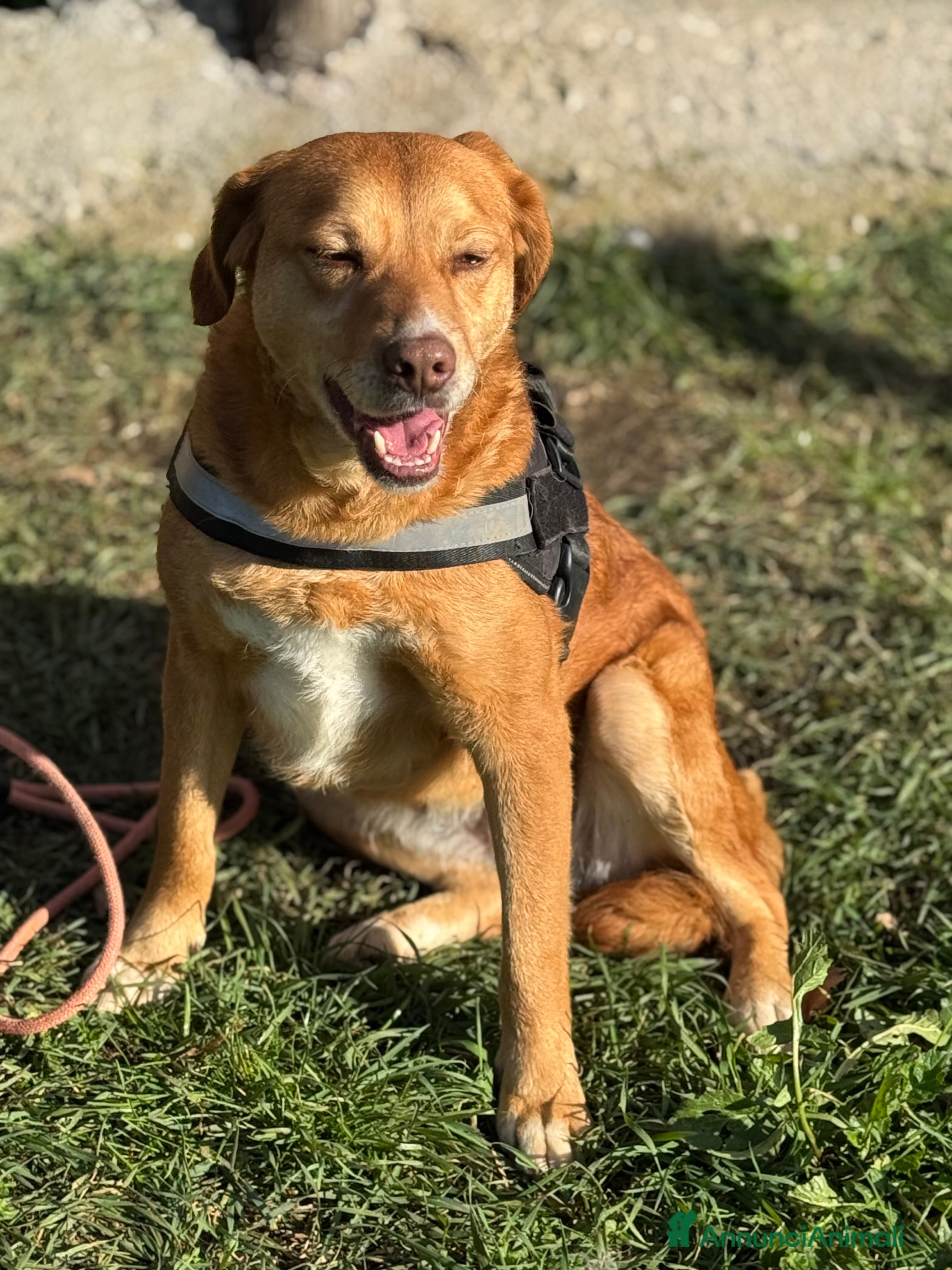 Meticcio cani Riccia cagnolina socievole 16kg - Annuncio 2