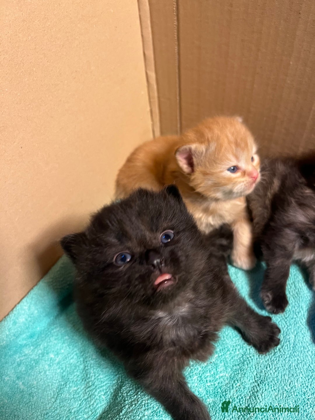 Siberiano gatti in vendita: Gattini siberiani  - Annuncio 20