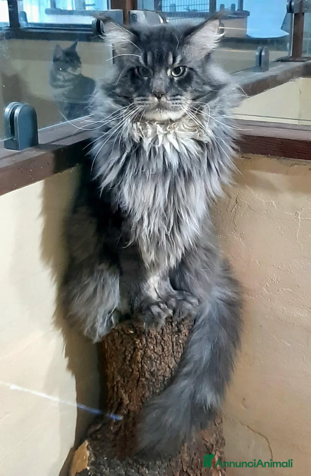 Maine Coon gatti in vendita: Cucciola di Maine Coon linea russa  - Annuncio 2