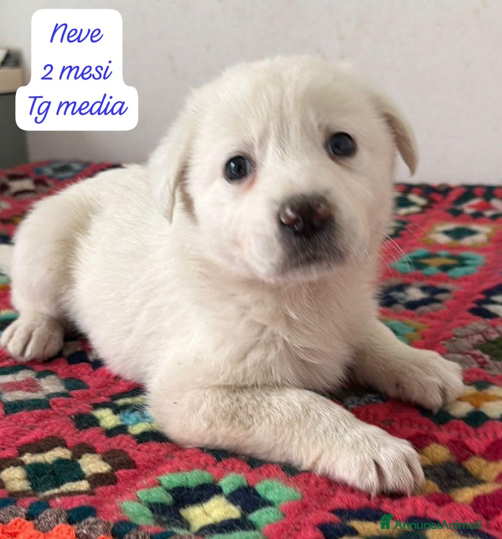 Meticcio cani Meticci dimenticati da tutti  - Annuncio 2