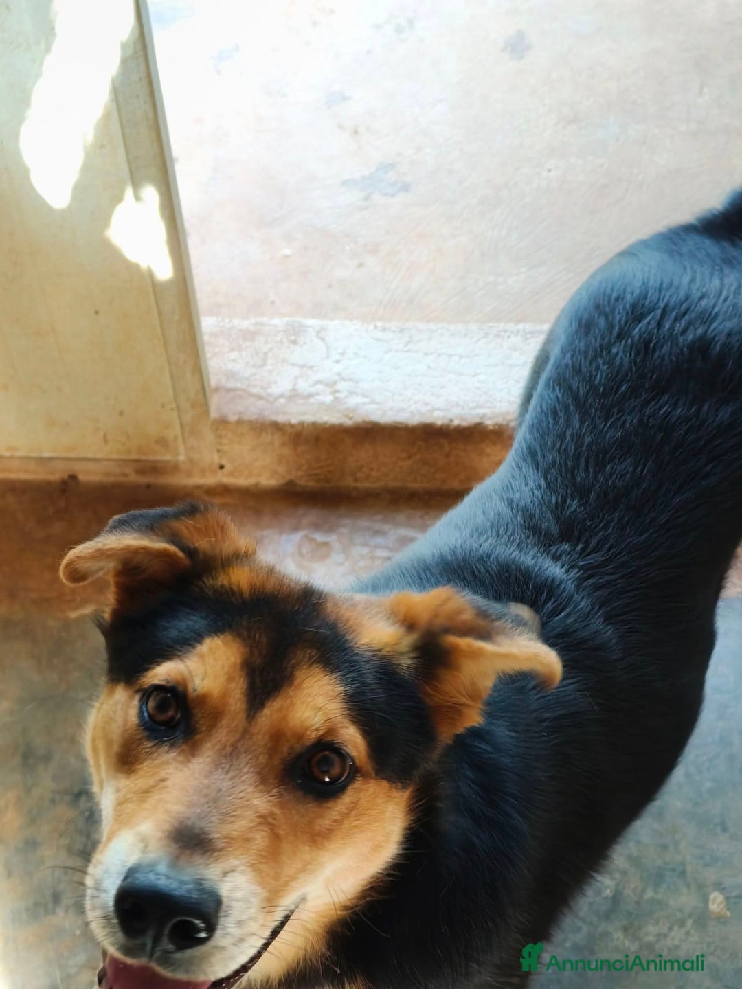 Meticcio cani in regalo: MILO CAGNOLINO PERFETTO - Annuncio 4