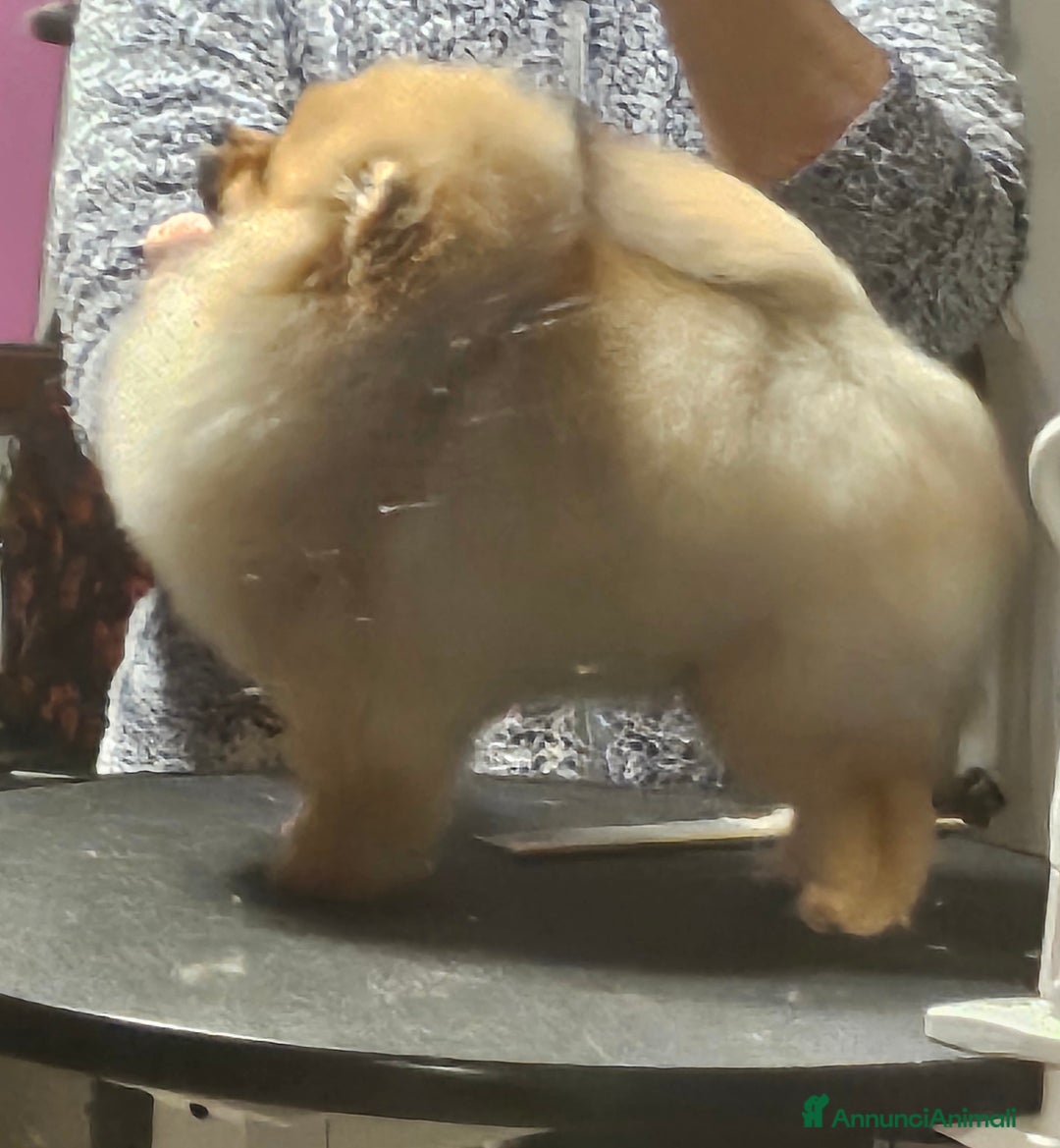 Volpino Pomerania cani in vendita: Spitz nano (Pomerania) Disponibili a Provincia di Cuneo - Annuncio 5