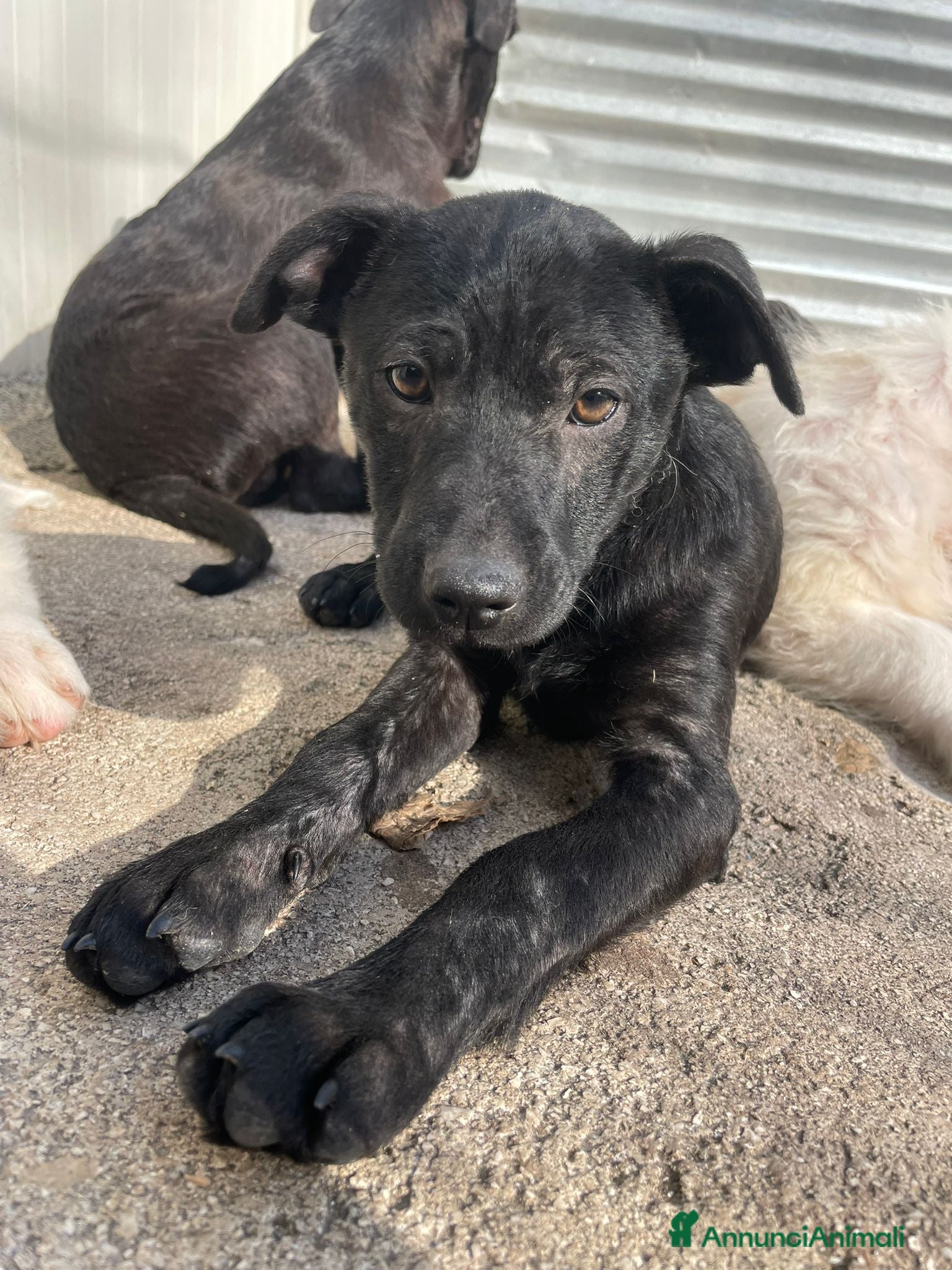 Meticcio cani THEODORE e SIMON DOLCI FRATELLINI a Città metropolitana di Milano - Annuncio 40