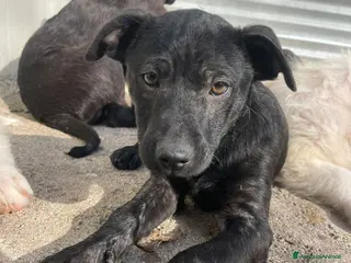 Meticcio cani THEODORE e SIMON DOLCI FRATELLINI a Città metropolitana di Milano - Annuncio 40