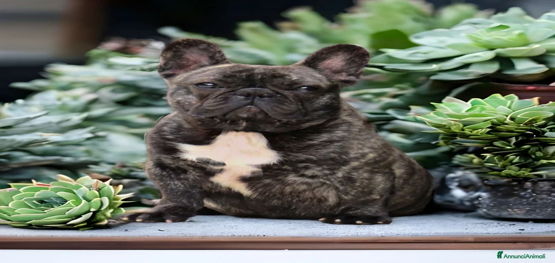 Immagine della galleria {{count}}