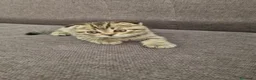 British gatti in vendita: British shorthair  a Città metropolitana di Milano - Annuncio 7