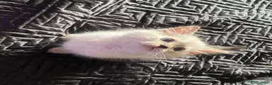 Siberiano Gattino 3