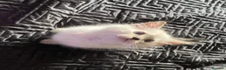 Siberiano gatti in vendita: Disponili cuccioli siberiani! Occhi azzurri! - Annuncio 7