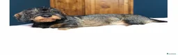 Bassotto cani per accoppiamento: Maschio Bassotto a pelo duro disponibile per monta a Città Metropolitana di Torino - Annuncio 2