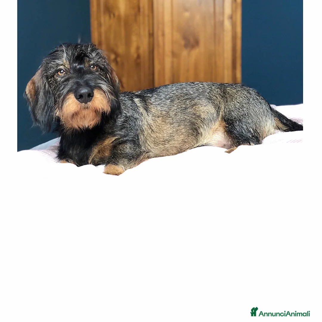 Bassotto cani per accoppiamento: Maschio Bassotto a pelo duro disponibile per monta a Città Metropolitana di Torino - Annuncio 2