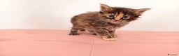 Maine Coon gatti in vendita: Dolci cuccioli Maine Coon  - Annuncio 1