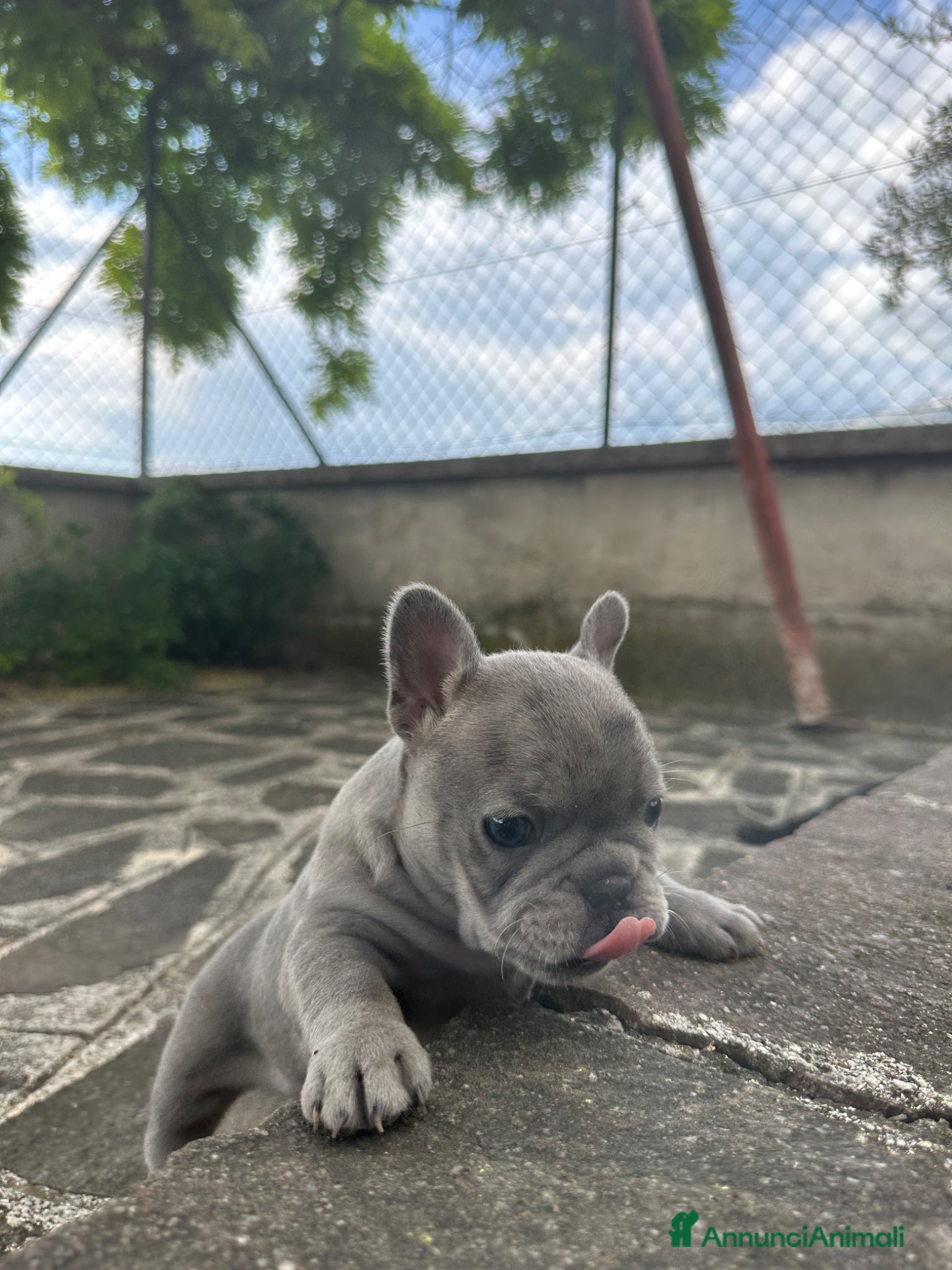 Bulldog Francese cani in vendita: bulldog francese blue occhi celesti, merlè, 2 nere - Annuncio 9