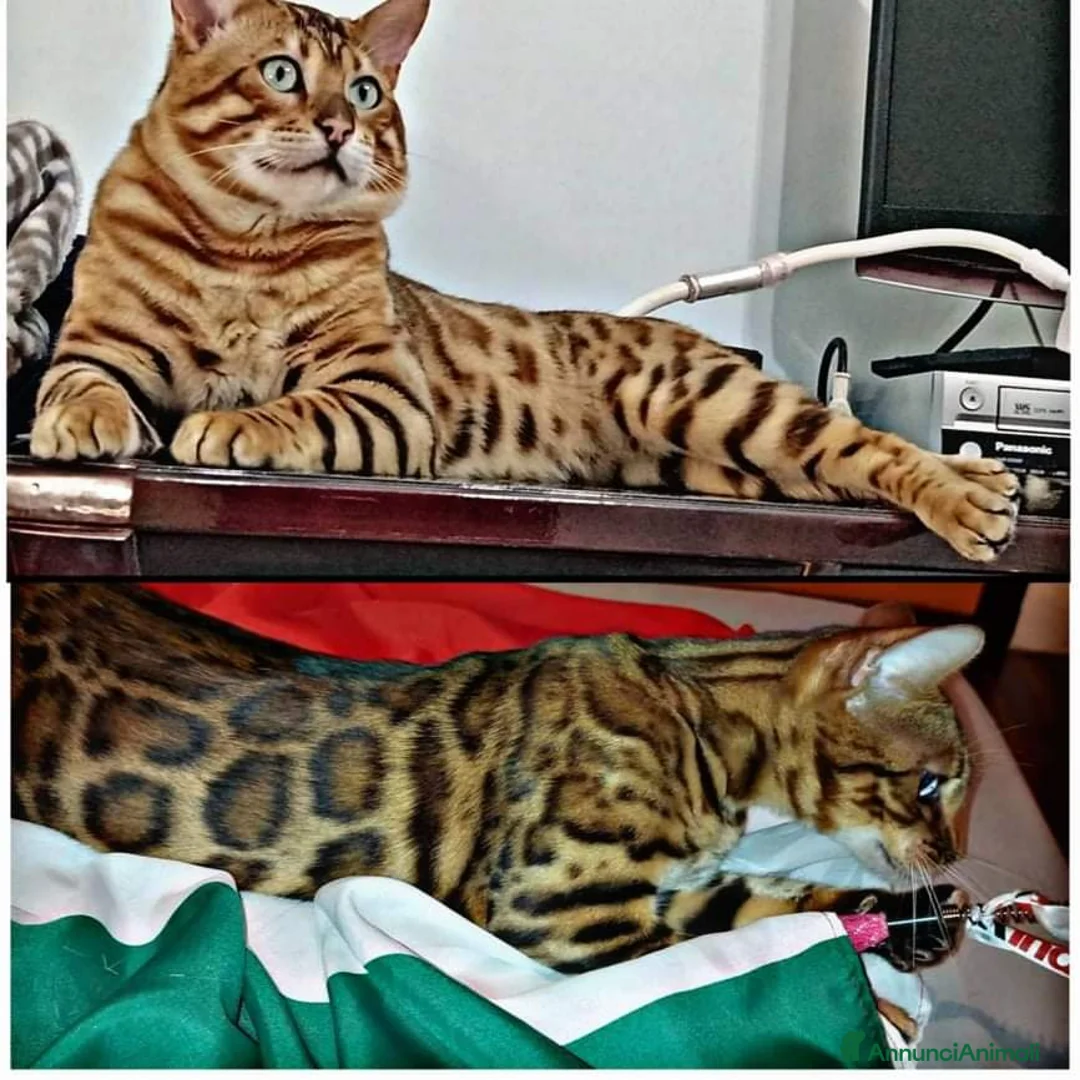 Immagine della galleria {{count}}