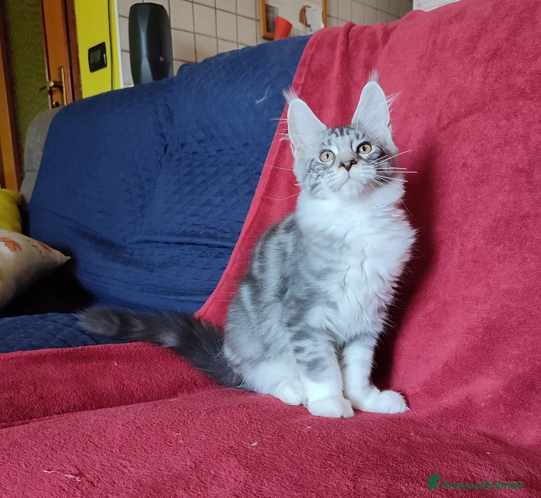 Maine Coon gatti in vendita: Meraviglioso maschietto Maine Coon  - Annuncio 5