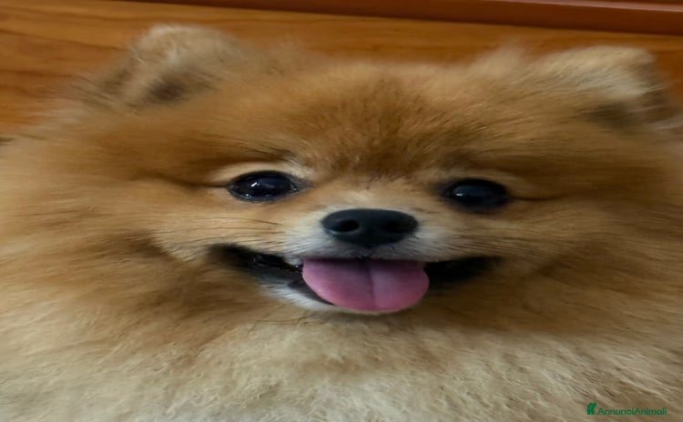 Spitz cani - Annuncio 1