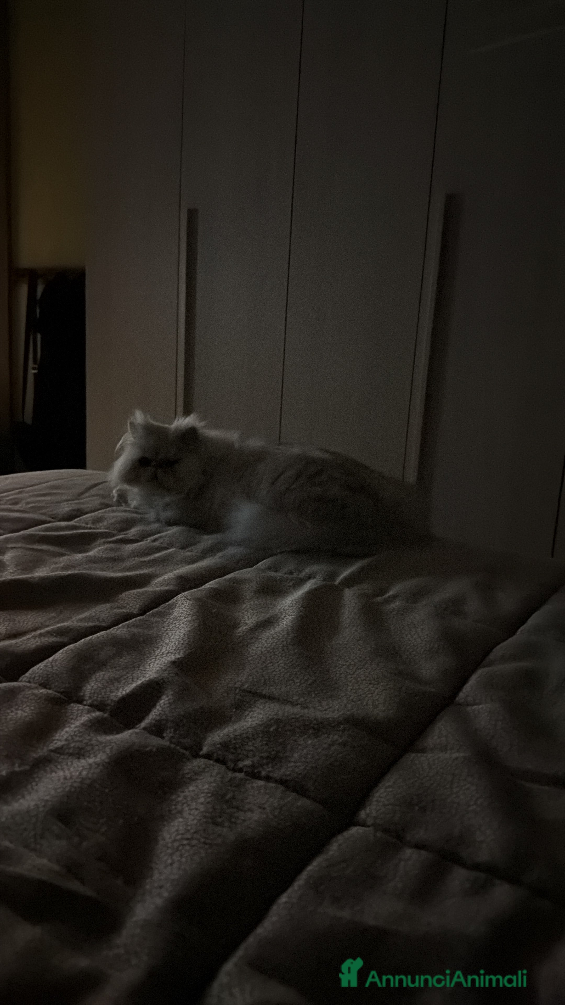 Persiano gatti Gatto persiano cincilla - Annuncio 2