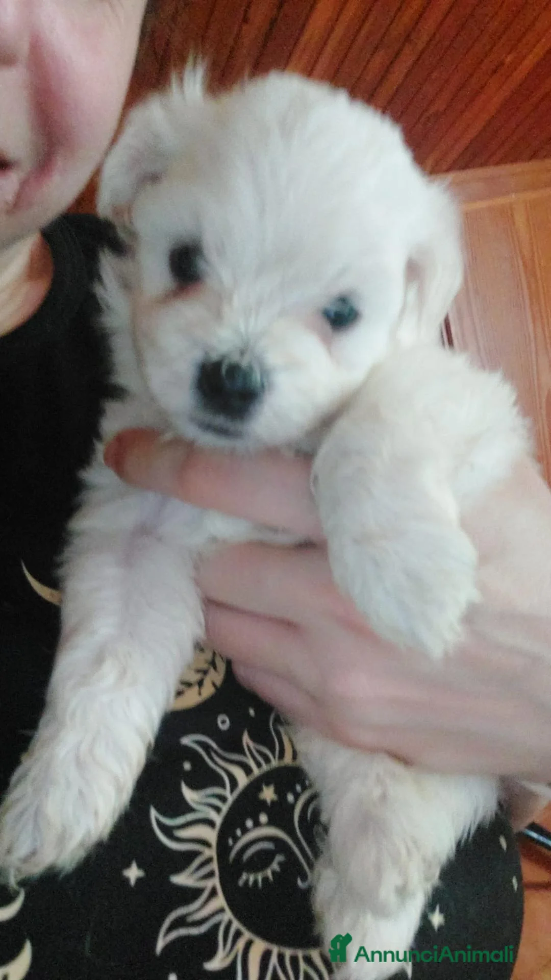 Maltese cani in vendita: Vendesi 2 cuccioli  - Annuncio 2