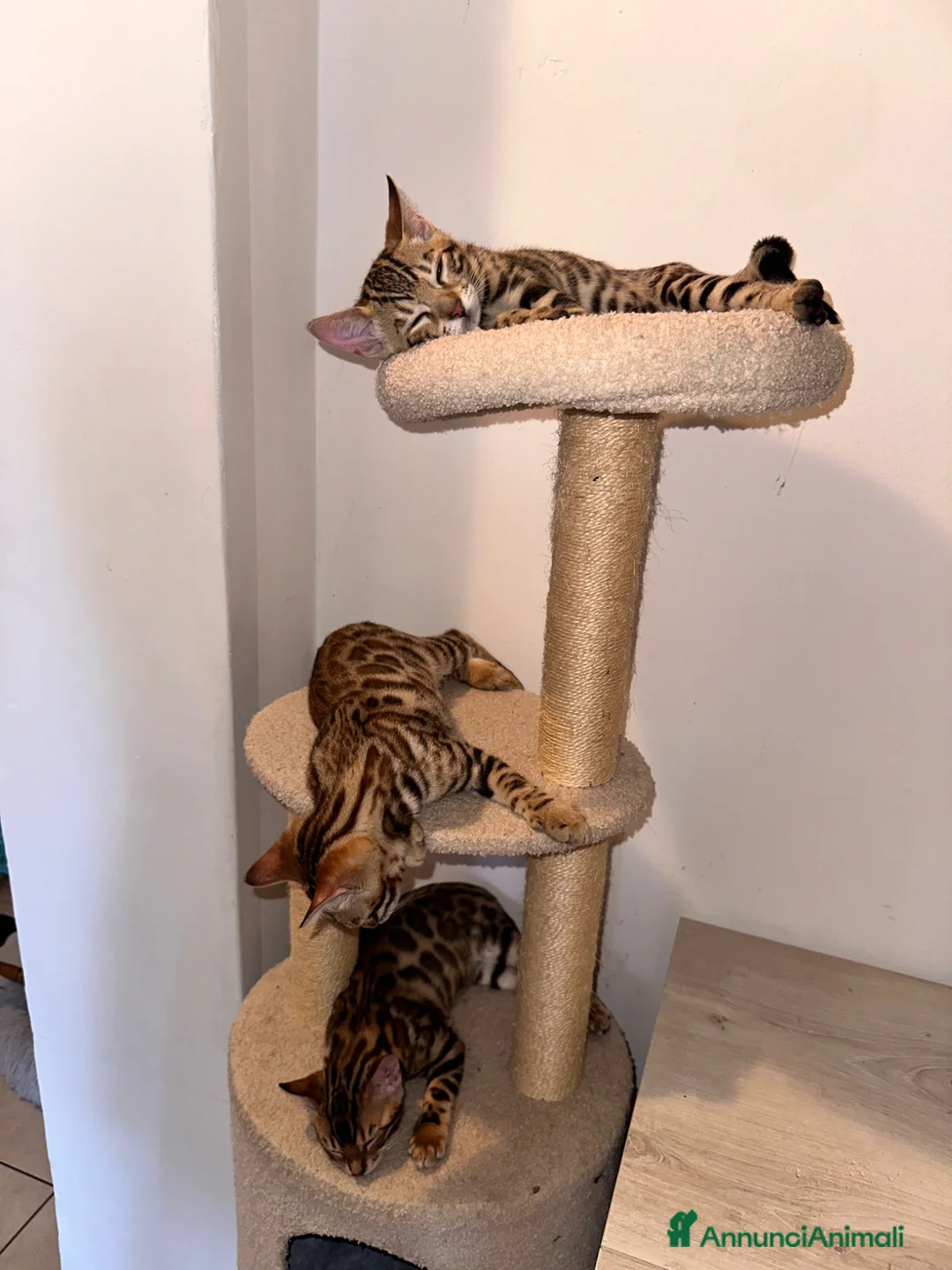 Bengala gatti in vendita: Cucciolo bengala - Annuncio 2