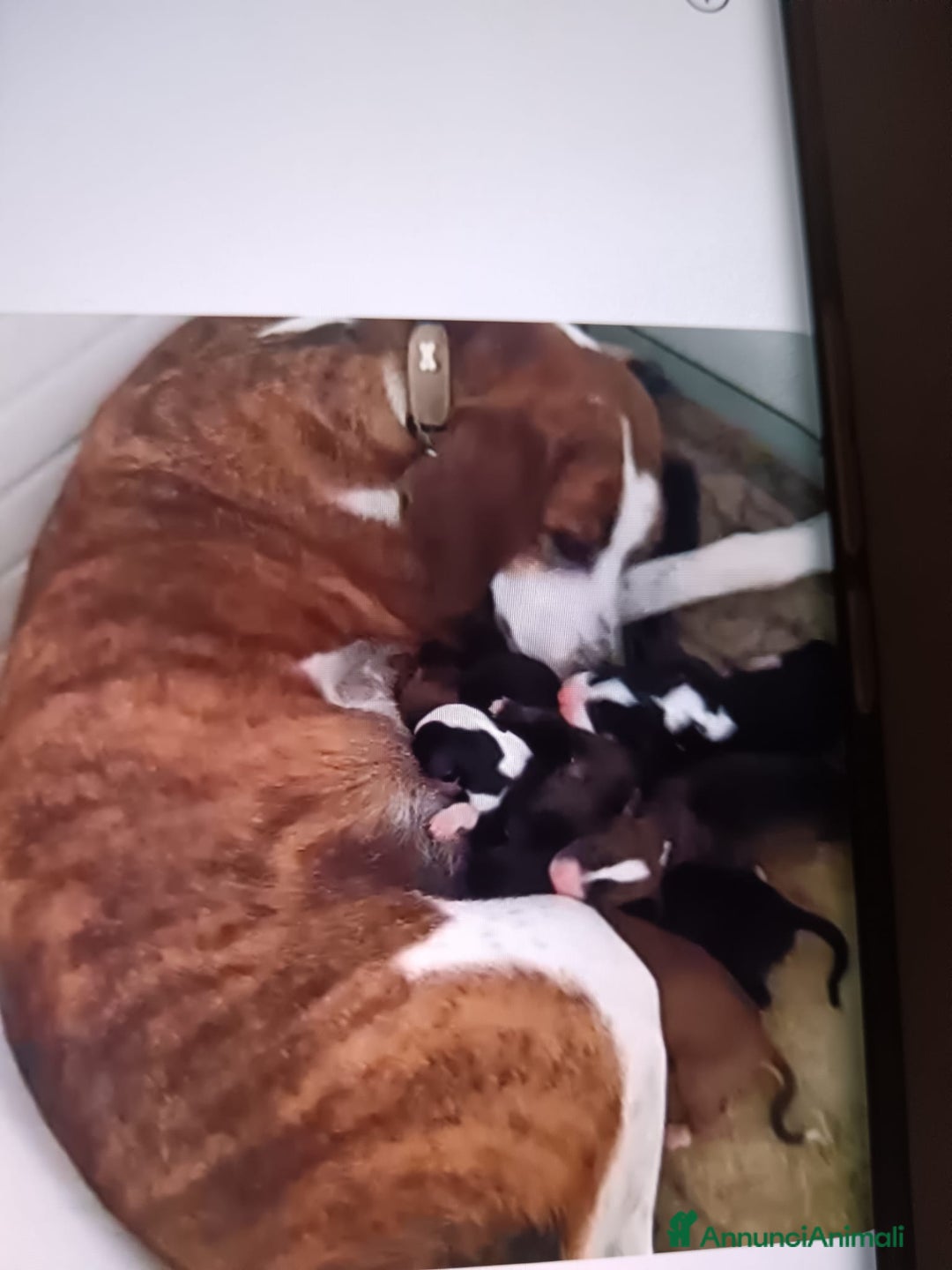 Segugio Maremmano cani in vendita: Cuccioli di Segugi maremmani - Annuncio 9