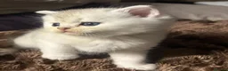 Scottish gatti in vendita: Gattini Scottish Straight  - Annuncio 1