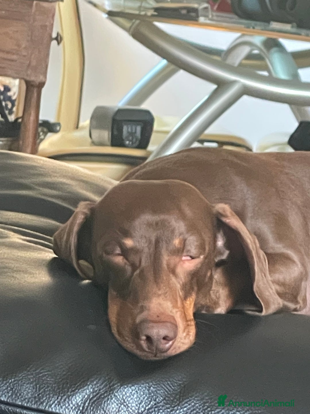 Bassotto cani per accoppiamento: Accoppiamento  - Annuncio 4