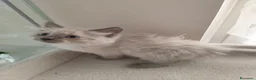 Ragdoll gatti in vendita: Maschietto Ragdoll  - Annuncio 7
