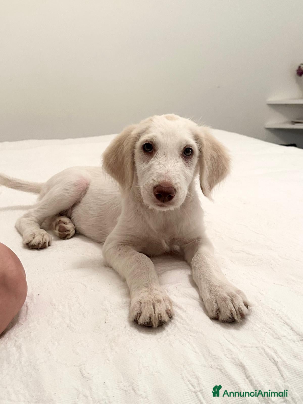 Meticcio cani Femmina Meticcio  - Annuncio 25