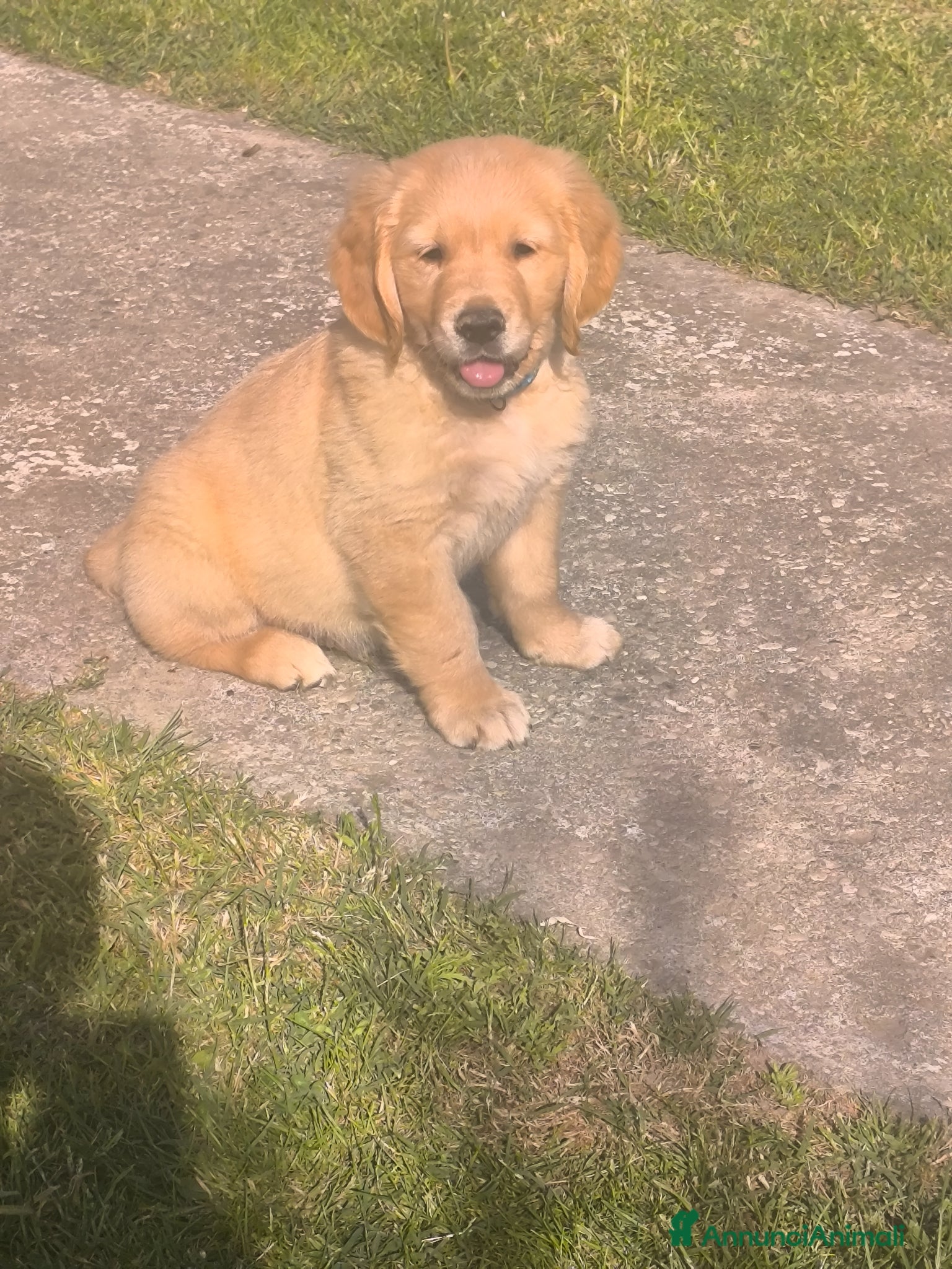 Golden Retriever cani Cucciolo maschio Golden retriever pedigree  - Annuncio 2
