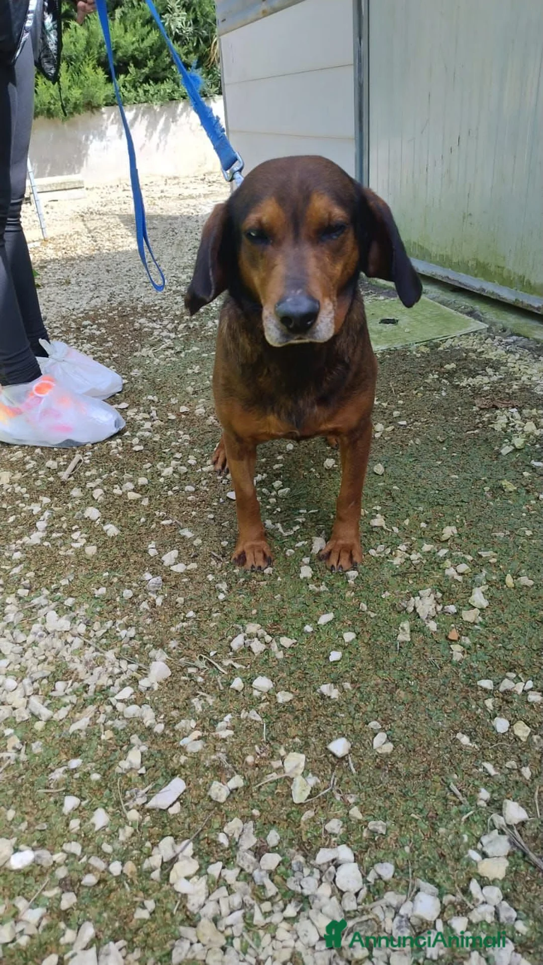 Meticcio cani in regalo: pallino - Annuncio 4