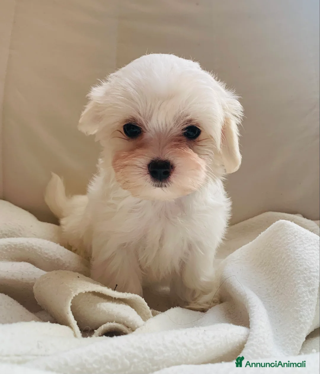 Maltese cani in vendita: Cuccioli di maltese - Annuncio 2