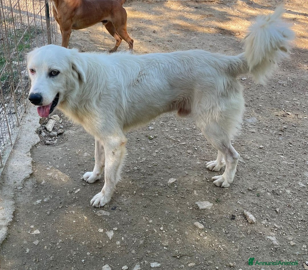 Meticcio cani in regalo: MUSETTO DOLCE : OSLINO  - Annuncio 8