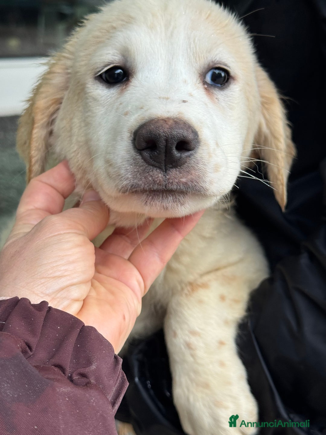 Meticcio cani in regalo: Melania cucciola curiosa in canile - Annuncio 3