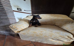 Pinscher Miniatura cani in vendita: Cucciolo pinscher nano a Provincia di Viterbo - Immagine 4