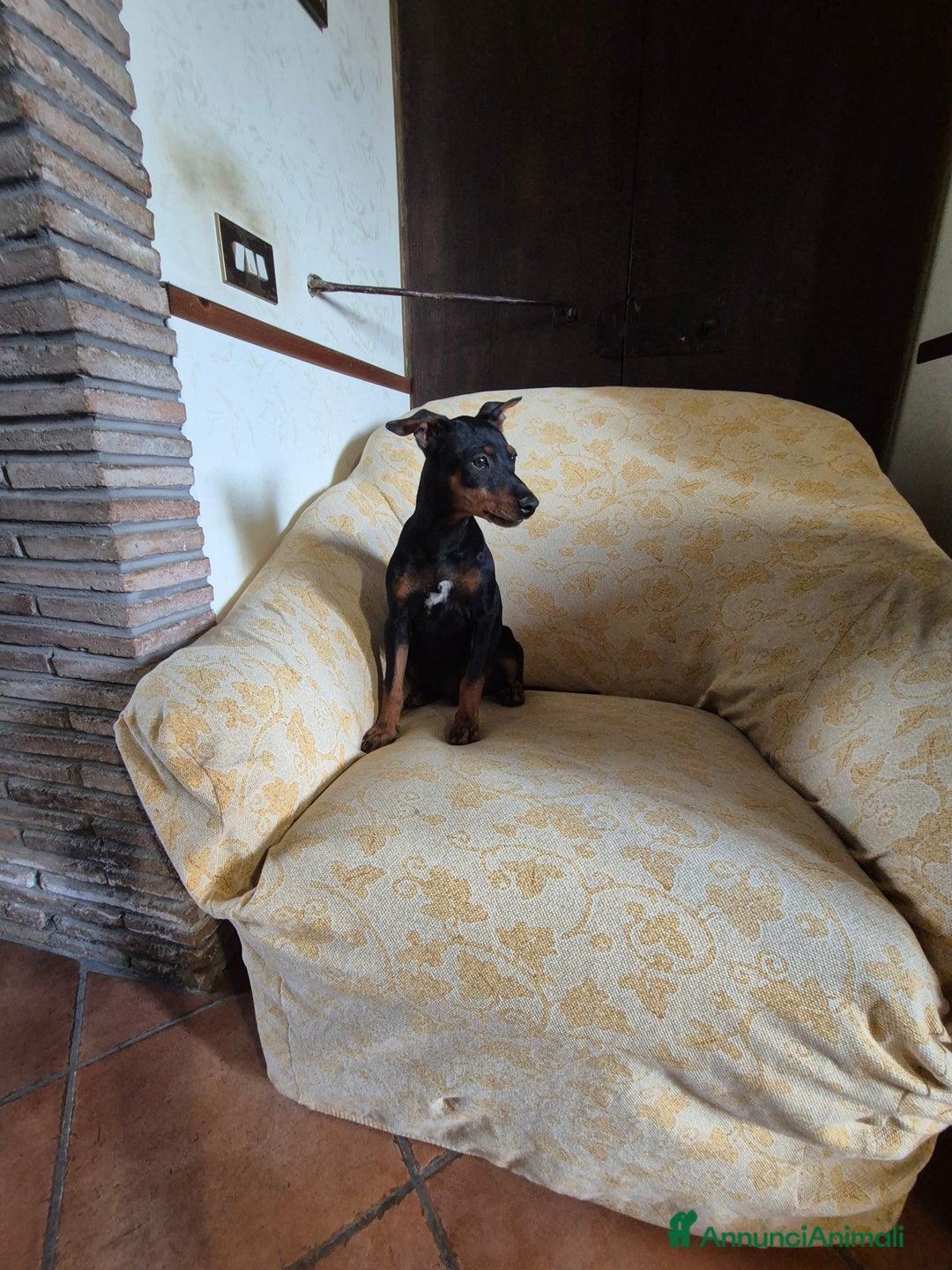Pinscher Miniatura cani in vendita: Cucciolo pinscher nano a Provincia di Viterbo - Immagine 4