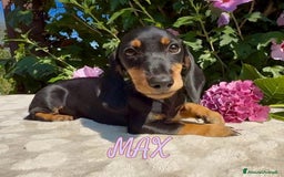 Bassotto cani in vendita: Cuccioli maschi bassotto  - Immagine 2