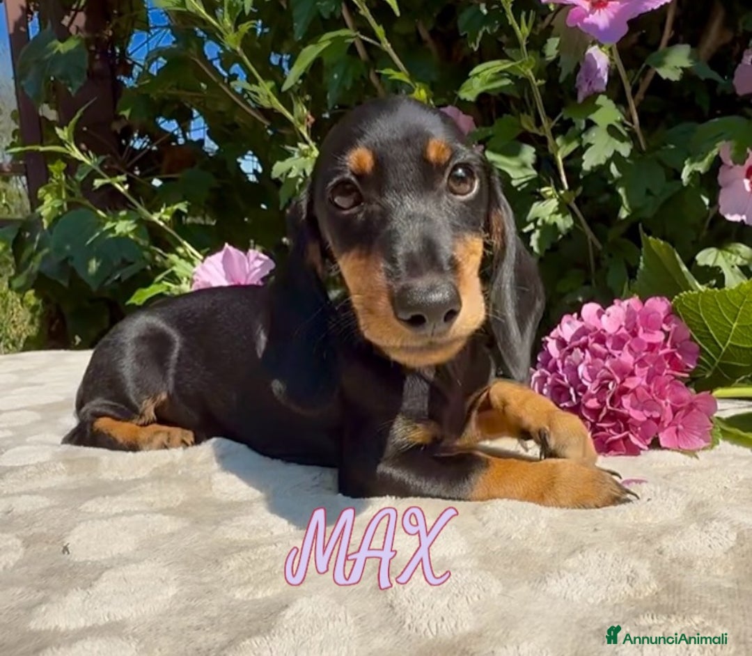 Bassotto cani in vendita: Cuccioli maschi bassotto  - Immagine 2