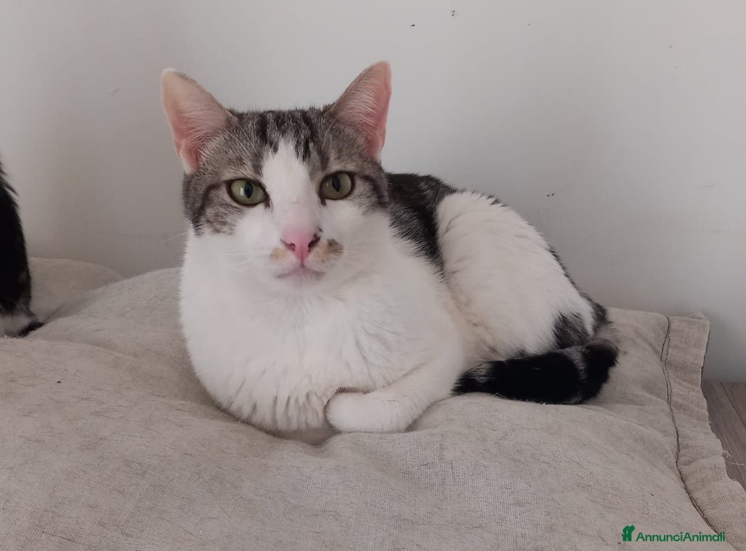 Europeo gatti in regalo: Adorabile gatto in adozione, MIELE! - Annuncio 3