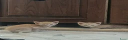 Europeo gatti in regalo: GATTINI - Annuncio 3