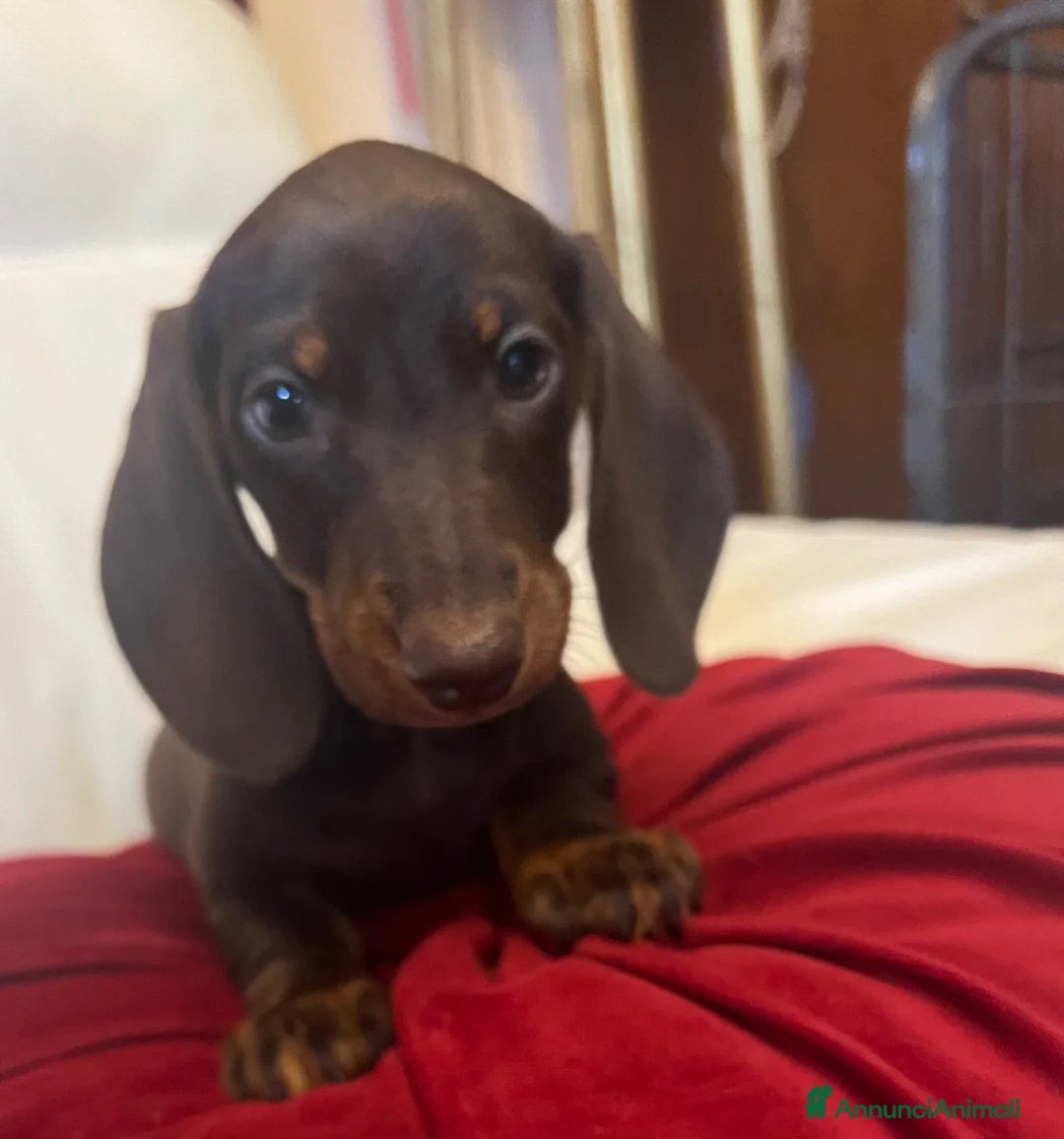 Bassotto cani in vendita: Cuccioli bassotto tedesco  - Annuncio 2