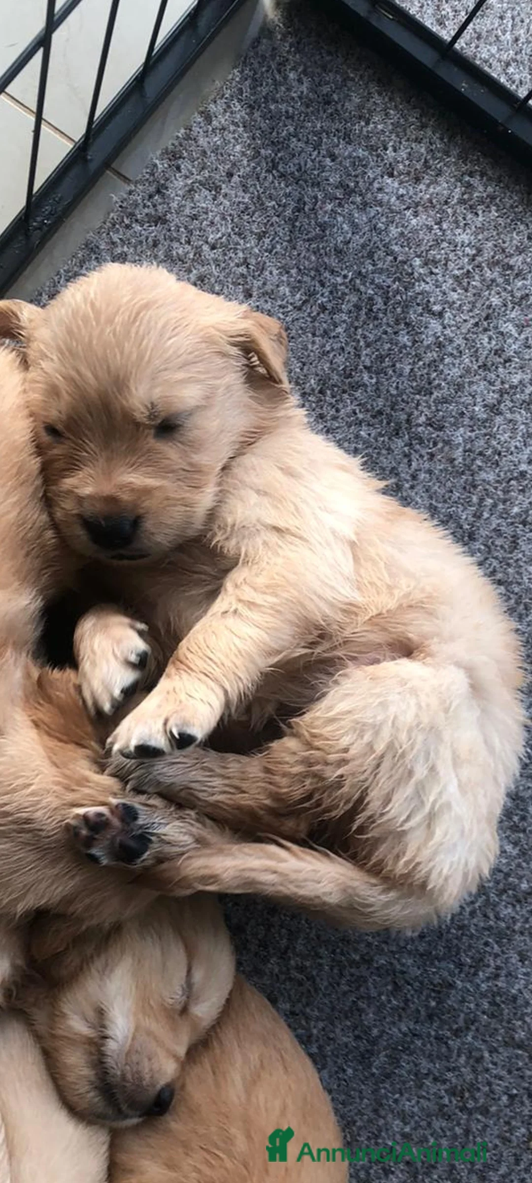 Golden Retriever cani in vendita: Cuccioli Golden angloamericani  - Annuncio 5