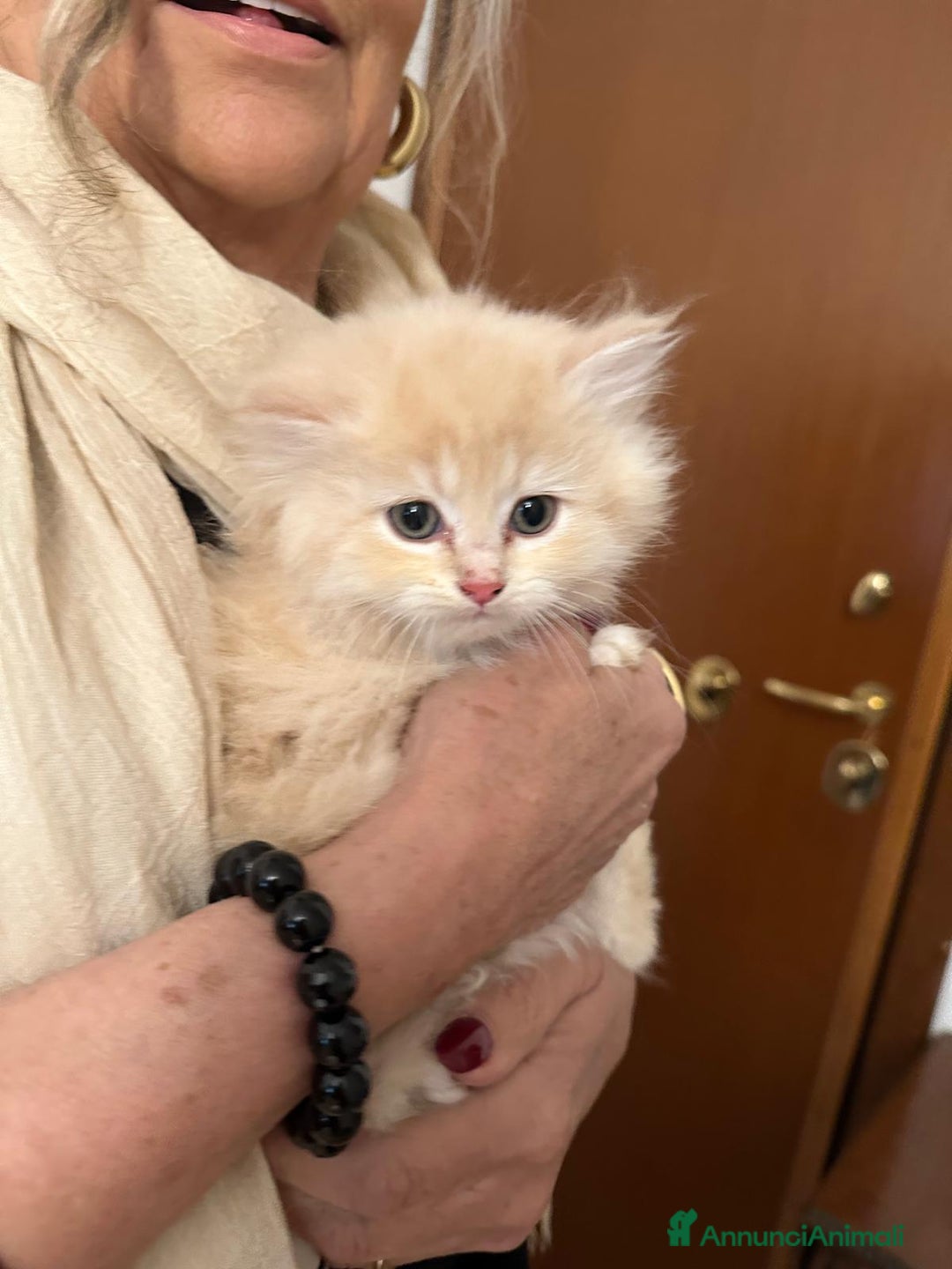 Persiano gatti in vendita: Gattini persiani normotipo  - Annuncio 10