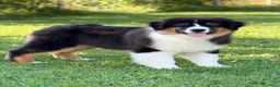 Australian Shepherd cani in vendita: Cucciolo di Australian Shepherd - Annuncio 3