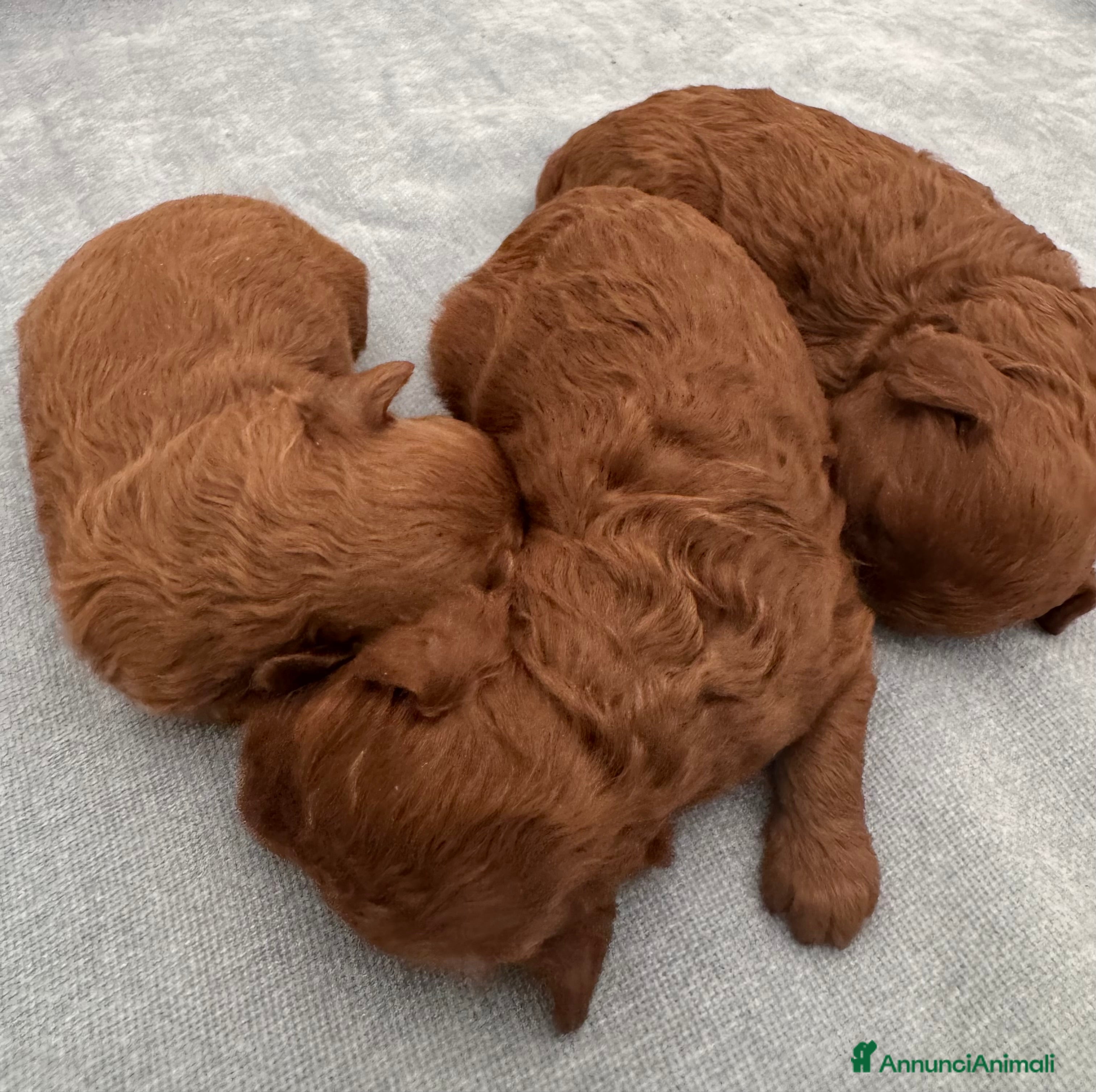 Barboncino Toy cani Barboncini Toy red Abruzzo - Annuncio 2