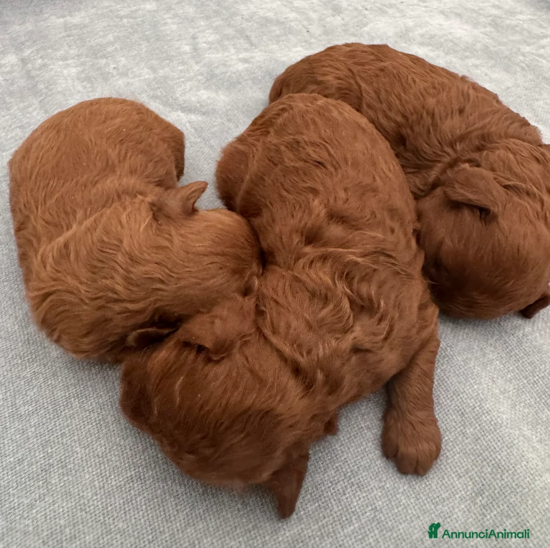 Barboncino Toy cani in vendita: Barboncini Toy red Abruzzo - Annuncio 1