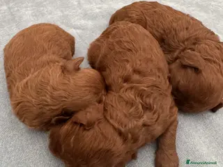 Barboncino Toy cani Barboncini Toy red Abruzzo - Annuncio 2