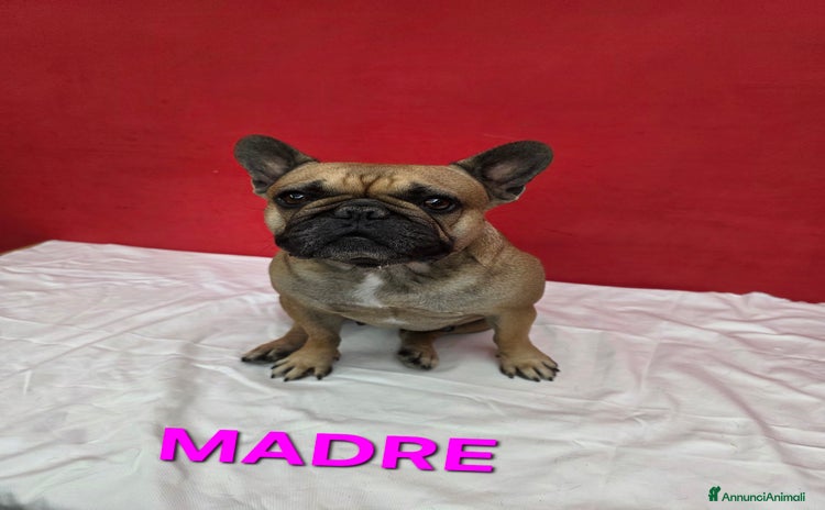Bulldog Francese cani - Annuncio 6