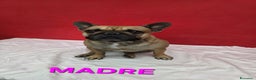 Bulldog Francese cani in vendita: Cuccioli Bulldog Francese  - Annuncio 1