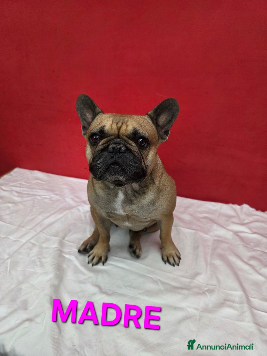 Bulldog Francese cani in vendita: Cuccioli Bulldog Francese  - Annuncio 1