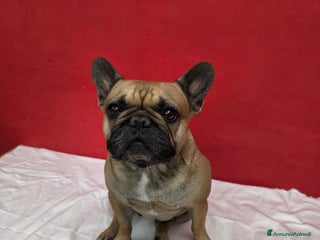 Bulldog Francese cani - Annuncio 20