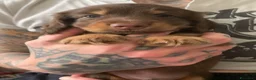 Bassotto cani in vendita: Bassotto cioccolato pelo lungo - Annuncio 3